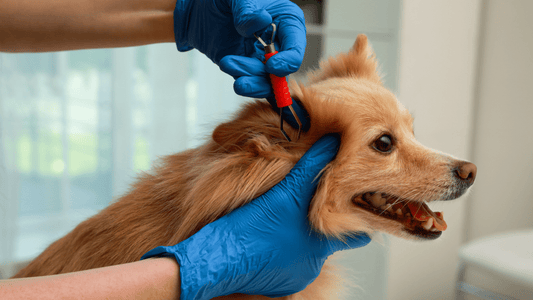 Complete Guide: How to Manage Ticks and Fleas on Dogs - Alpha Bites