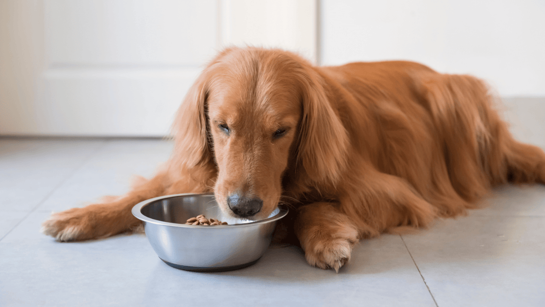 Why Isn't My Dog Eating Food? Understanding and Addressing Common Causes with Remedies - Alpha Bites